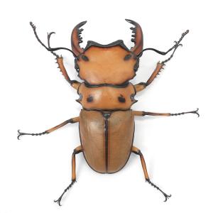 (昆虫)メンガタクワガタ カメルーン産 成虫 ...の詳細画像3