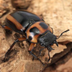 (昆虫)メンガタクワガタ カメルーン産 成虫 ...の詳細画像4