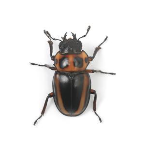 (昆虫)メンガタクワガタ カメルーン産 成虫 ...の詳細画像5