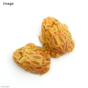 (両生類)クランウェルツノガエル アルビノ系 ...の詳細画像1