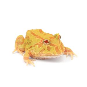 (両生類)クランウェルツノガエル アルビノ系 ...の詳細画像2