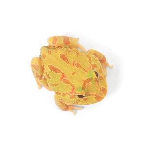 (両生類)クランウェルツノガエル アルビノ系 ...の詳細画像3