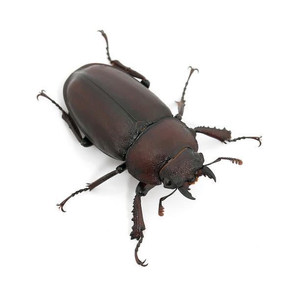 （昆虫）（メス単品）国産ノコギリクワガタ　成虫　ＷＤ　サイズフリー（１匹）　北海道・九州航空便要保温