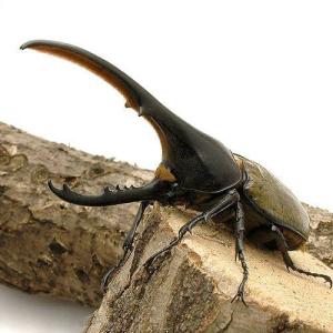 (昆虫)ヘラクレス・ヘラクレス グアドループ産 ...の商品画像