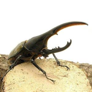 (昆虫)ヘラクレス・ヘラクレス グアドループ産...の詳細画像1