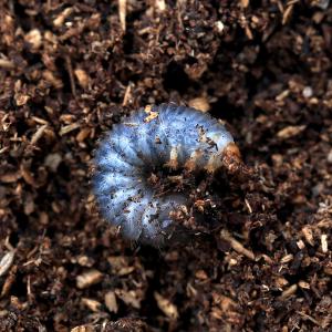 （昆虫）シロヘリオオツノカナブン　タンザニア産　幼虫（初〜２令）ブルーストライプ（１匹）