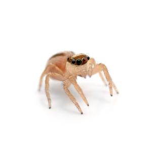 （昆虫）ミスジハエトリグモ　（１匹）