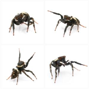 (昆虫)アダンソンハエトリグモ オス WD(1...の詳細画像1