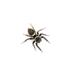 (昆虫)アダンソンハエトリグモ オス WD(1...の詳細画像2