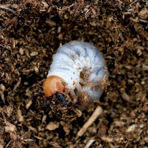 （昆虫）ネパールコクワガタ　ネパール　トゥリスリ産　幼虫（２〜３令）（１匹）　北海道・九州航空便要保温