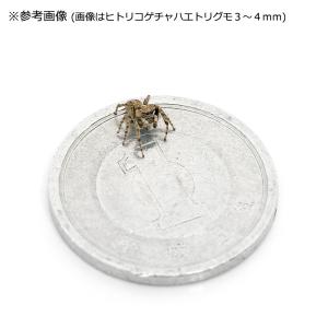 (昆虫)チャスジハエトリグモ 幼体 WD(1匹...の詳細画像3