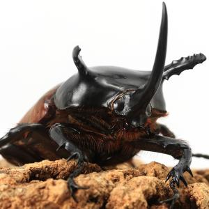 （昆虫）サンボンツノカブトムシ　アルファック産　成虫　ＷＤ　５５〜５９ｍｍ（１ペア）　北海道・九州航空便要保温