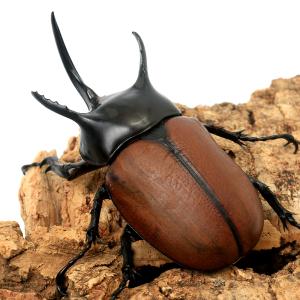 (昆虫)サンボンツノカブトムシ アルファック産...の詳細画像2