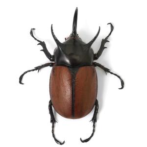 (昆虫)サンボンツノカブトムシ アルファック産...の詳細画像3