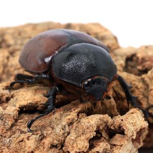 (昆虫)サンボンツノカブトムシ アルファック産...の詳細画像4