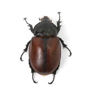(昆虫)サンボンツノカブトムシ アルファック産...の詳細画像5