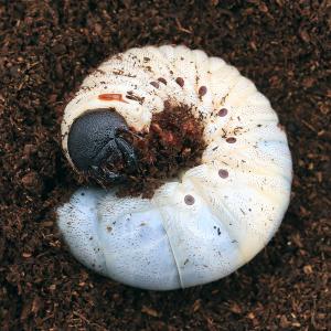 （昆虫）（メス単品）ヘラクレスエクアトリアヌス　エクアドル産　幼虫（３令）（１匹）