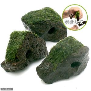 無農薬】ミクロソリウム本ナローリーフ ミニ溶岩石付き : AtWell