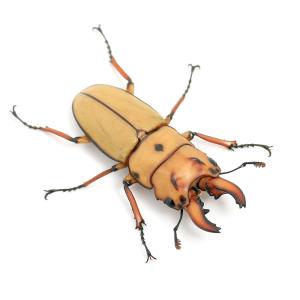 （昆虫）オキピタリスノコギリクワガタ　カリマンタン産　成虫（ＷＣ）３０〜３４ｍｍ（１ペア）　北海道・九州航空便要保温