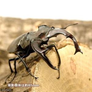 (昆虫)ヨーロッパミヤマクワガタ 南フランス産...の詳細画像1