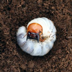 （昆虫）ギラファノコギリクワガタ　フローレス産　幼虫（２〜３令）（１匹）　北海道・九州航空便要保温｜chanet