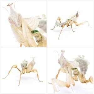 (昆虫)ニセハナマオウカマキリ 幼虫 CB S...の詳細画像1