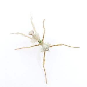 (昆虫)ニセハナマオウカマキリ 幼虫 CB S...の詳細画像2