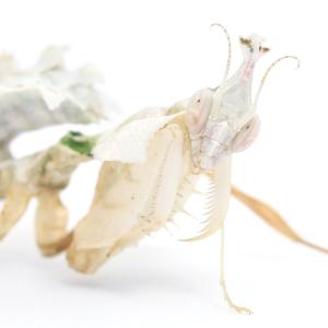 (昆虫)ニセハナマオウカマキリ 幼虫 CB S...の詳細画像3