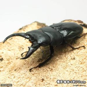 (昆虫)アマミヒラタクワガタ 鹿児島県奄美市笠...の詳細画像1