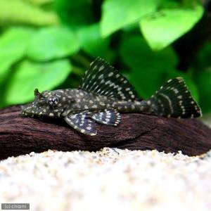 (熱帯魚)オレンジスポットセルフィン・プレコ(ブ...の商品画像
