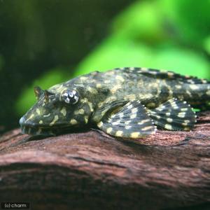 (熱帯魚)オレンジスポットセルフィン・プレコ(...の詳細画像1