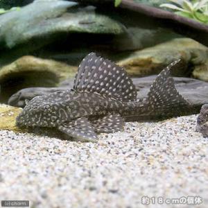 (熱帯魚)オレンジスポットセルフィン・プレコ(...の詳細画像2