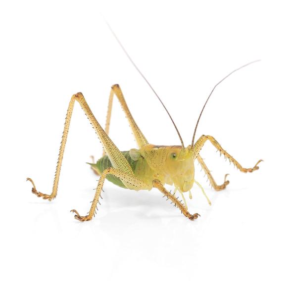 （昆虫）ヤブキリ　幼体（ＷＣ個体）　ＳＭサイズ（１匹）　北海道・九州航空便要保温