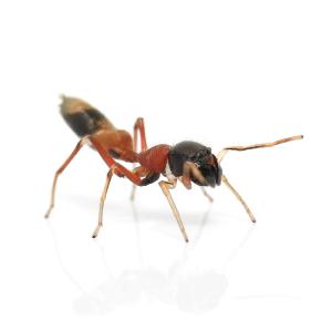 （昆虫）ヤガタアリグモ　メス　ＷＣ個体（１匹）　ハエトリグモ　北海道・九州航空便要保温