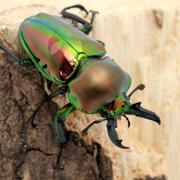（昆虫）ニジイロクワガタ　クィーンズランド産　成虫　４０〜４４ｍｍ（１ペア）　北海道・九州航空便要保...