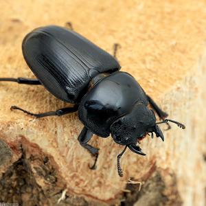 （昆虫）（Ｂ品）（メス単品）国産オオクワガタ　産地累代数不明　成虫　サイズフリー（１匹）