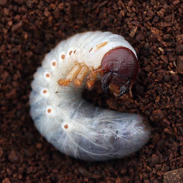 （昆虫）ヘラクレス・オキシデンタリス　エクアドル　エスメラルダス産　幼虫（２令〜３令）（１匹）　北海...