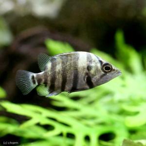 熱帯魚）ダトニオプラスワン Sサイズ（約3．5〜7cm）（3匹