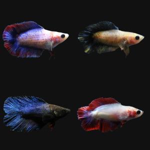 (熱帯魚)ベタ・ダブルテール 色指定なし(メス...の詳細画像1
