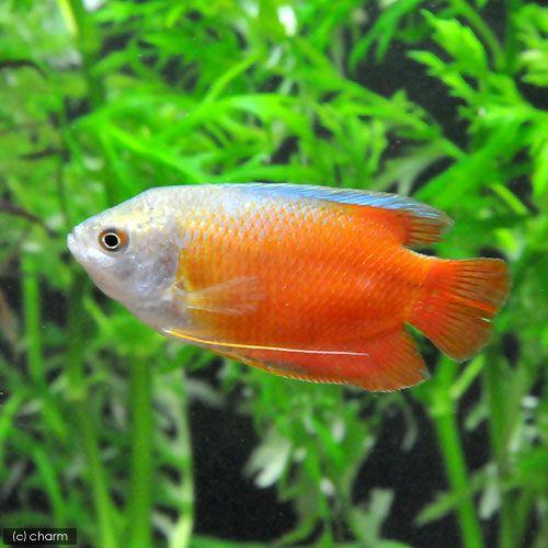 （熱帯魚）サンセット・ドワーフグラミー（１ペア）　北海道航空便要保温