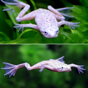 (両生類)ホワイトヒメツメガエル リューシステ...の詳細画像1