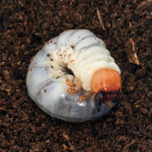 (昆虫)ギラファノコギリクワガタ(亜種ボロブドゥ...の商品画像