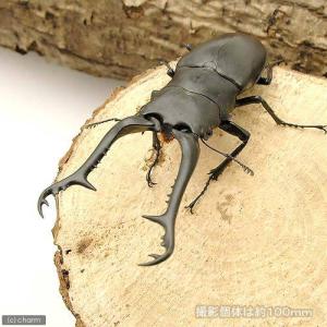 (昆虫)ギラファノコギリクワガタ(亜種ボロブド...の詳細画像1