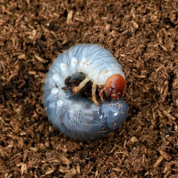 （昆虫）ゴロファ・ミヌトゥス　チリ産　幼虫（初〜２令）（１匹）　北海道・九州航空便要保温