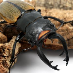 昆虫）タランドゥスオオツヤクワガタ コンゴ産 成虫 84mm（1ペア