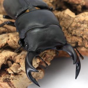 （昆虫）国産オオクワガタ　三重県いなべ市産　成虫　６５〜６９ｍｍ（１ペア）　北海道航空便要保温