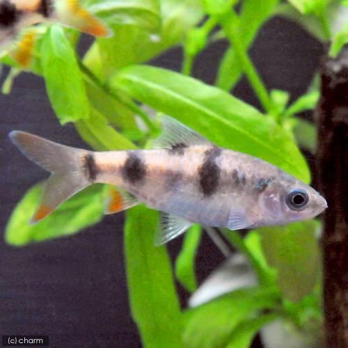 （熱帯魚）プンティウス・アルリウス（１匹）　北海道・九州航空便要保温