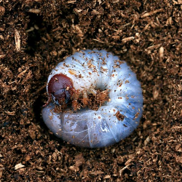 （昆虫）グラントシロカブト　アリゾナ産　幼虫（２〜３令）（１匹）