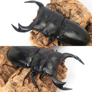(昆虫)アンタエウスオオクワガタ ネパール コ...の詳細画像1
