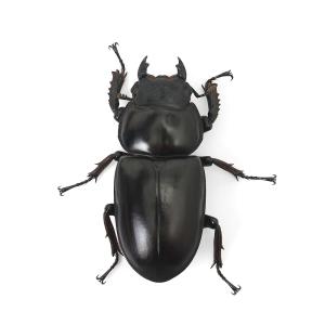 (昆虫)アンタエウスオオクワガタ ネパール コ...の詳細画像4